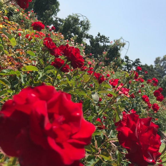 Meet your Posher, Natalie - Picture 1 of 1